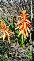 Lachenalia bulbifera