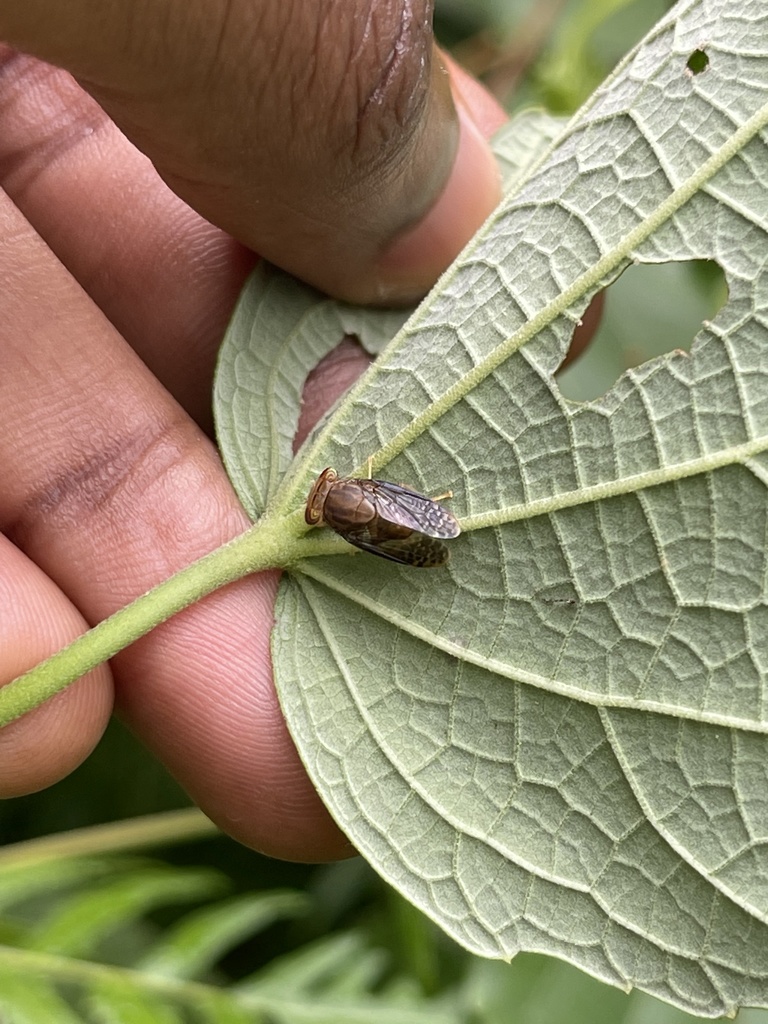 Paryphodes