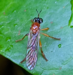 Dioctria rufa