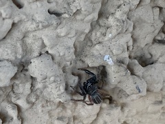 Metacyrba taeniola
