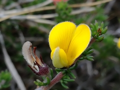 Aspalathus chortophila