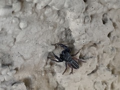 Metacyrba taeniola