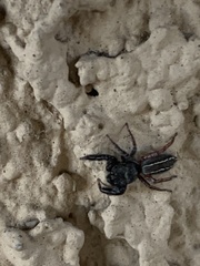 Metacyrba taeniola