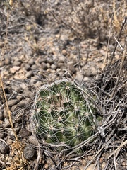 Mammillaria wrightii wrightii