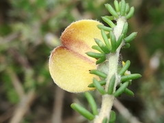 Aspalathus chortophila