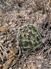 Mammillaria wrightii wrightii