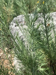 Artemisia carruthii