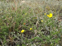 Aspalathus chortophila