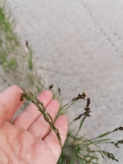 Poa alpigena