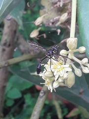 Salpingogaster
