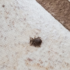 Cathormiocerus aristatus