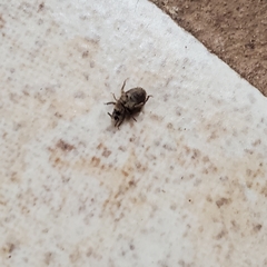 Cathormiocerus aristatus