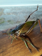 Coniungoptera nothofagi
