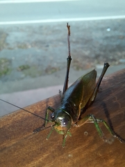 Coniungoptera nothofagi