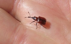 Merhynchites wickhami