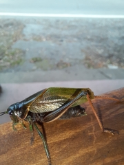 Coniungoptera nothofagi