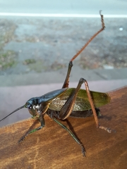 Coniungoptera nothofagi