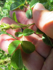 Merhynchites wickhami