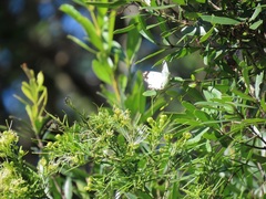 Maerua rosmarinoides