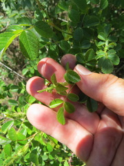 Merhynchites wickhami