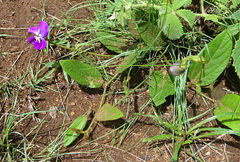 Vigna vexillata davyi