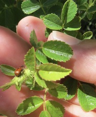 Merhynchites wickhami