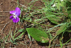 Vigna vexillata davyi