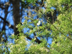 Maerua rosmarinoides