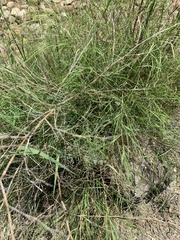 Muhlenbergia dumosa