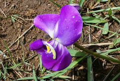 Vigna vexillata davyi