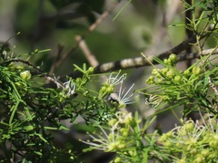 Maerua rosmarinoides