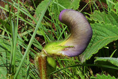 Vigna vexillata davyi