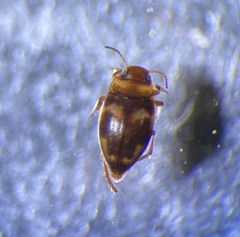 Neoclypeodytes