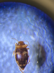 Neoclypeodytes