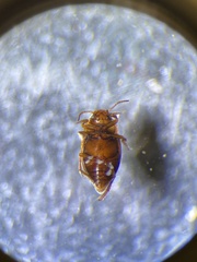 Neoclypeodytes