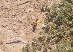 Frankenia pulverulenta