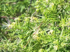 Maerua rosmarinoides