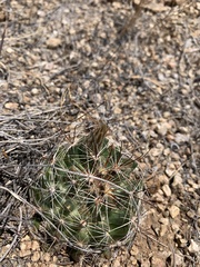 Mammillaria wrightii wrightii
