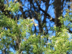 Maerua rosmarinoides