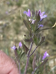 Ziziphora taurica