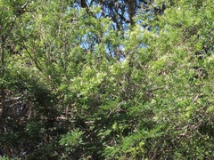 Maerua rosmarinoides