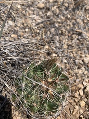 Mammillaria wrightii wrightii