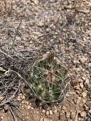 Mammillaria wrightii wrightii