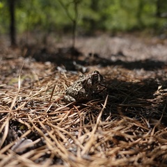 Anaxyrus fowleri