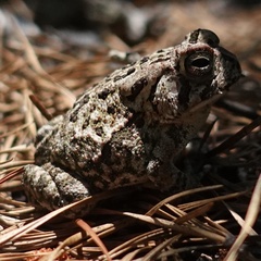 Anaxyrus fowleri