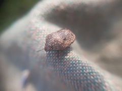 Psacasta exanthematica