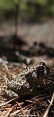Anaxyrus fowleri
