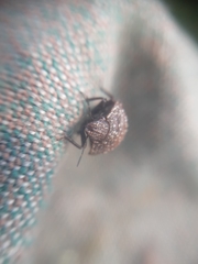 Psacasta exanthematica