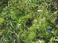 Maerua rosmarinoides