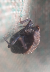 Psacasta exanthematica